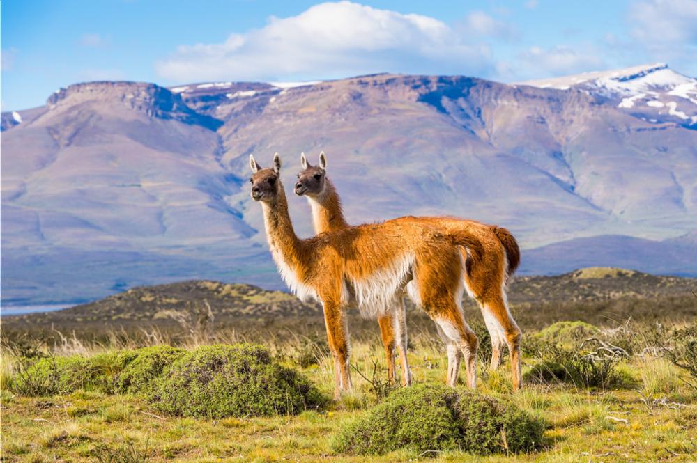 Notre guide des animaux à voir en Patagonie
